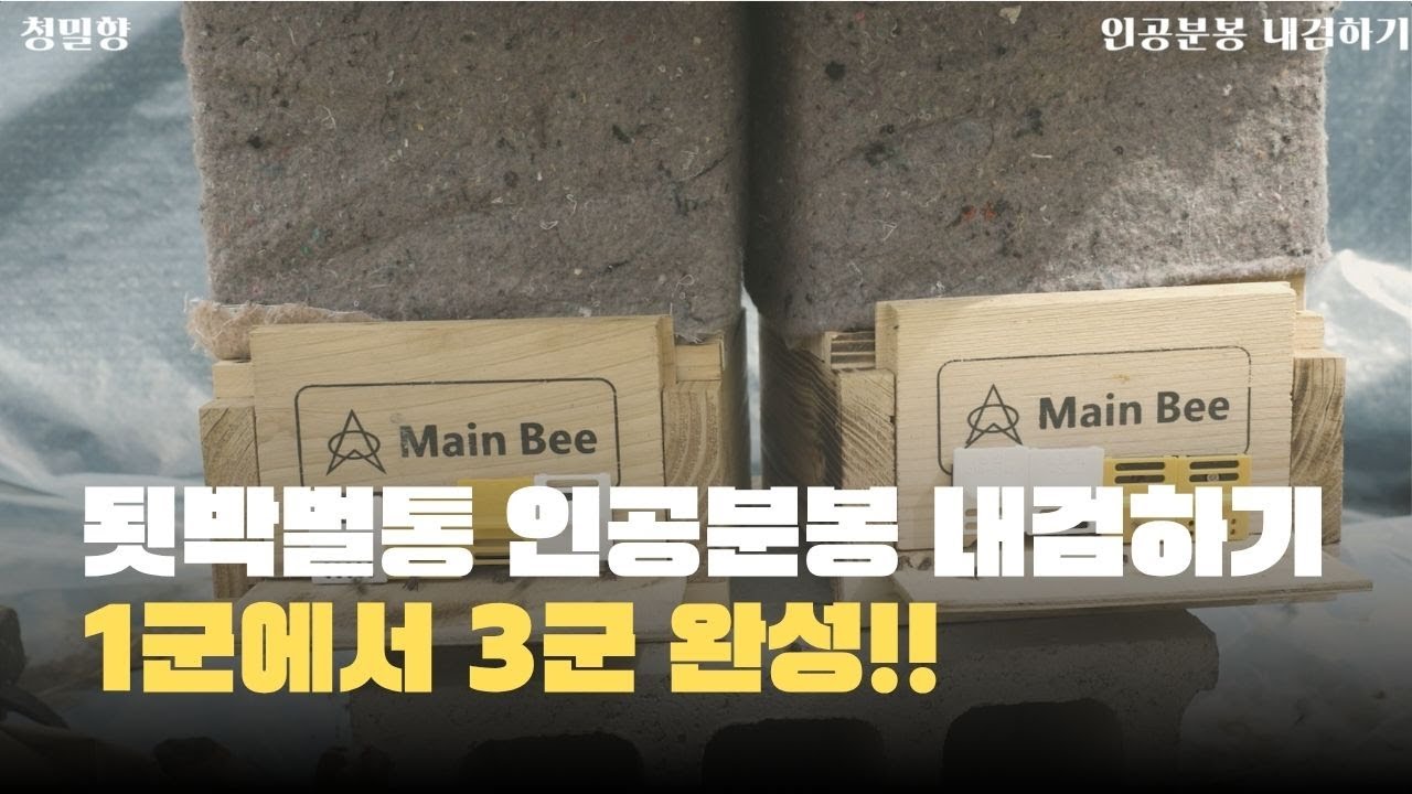 됫박벌통 첫 강제인공분봉 성공했는지 내검하고 구왕통 내검하기