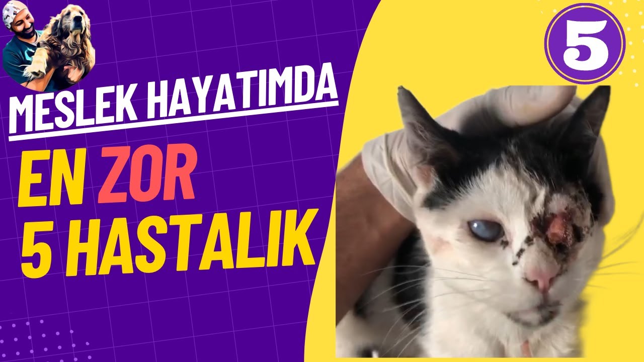 5 Kedi Hastalıklarının En Zor Teşhisi - Keşfedin FIP'in Nelerle İlişkili Olduğunu!