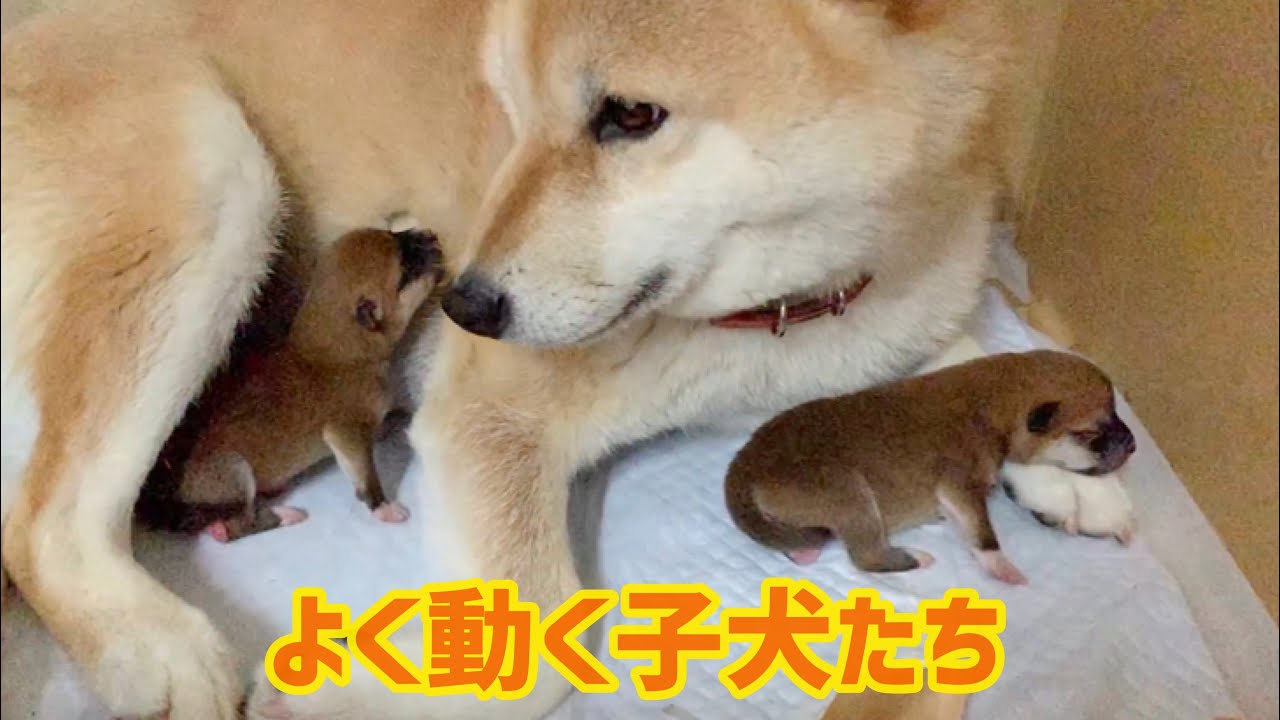 《柴犬子犬生後2日》柴犬みかん新米ママの子育て奮闘記 【2日目】