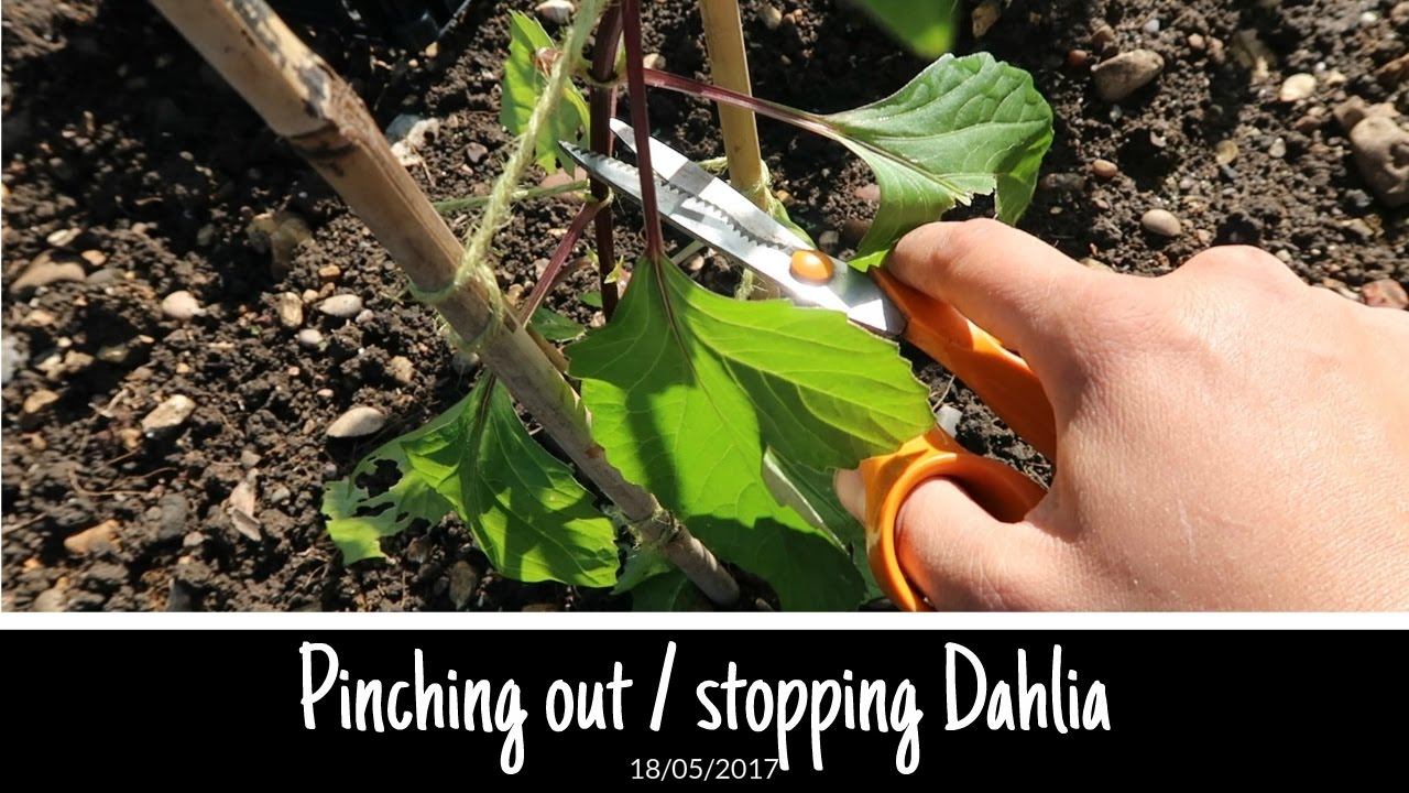 Pinching out / stopping Dahlias for more flowers and how to stake them