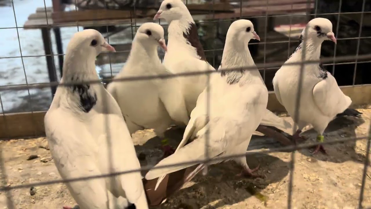 1.03.2026г ст.Бронницы ч2