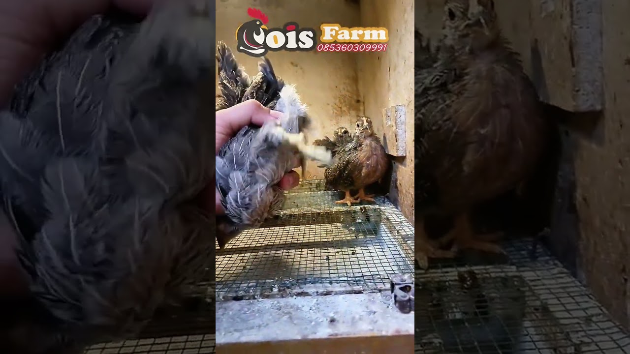 Anak Ayam Calon Cuan Buat Bahan THR 2026(Ayam Serama, ayam chabo, dan ayam silkie) 