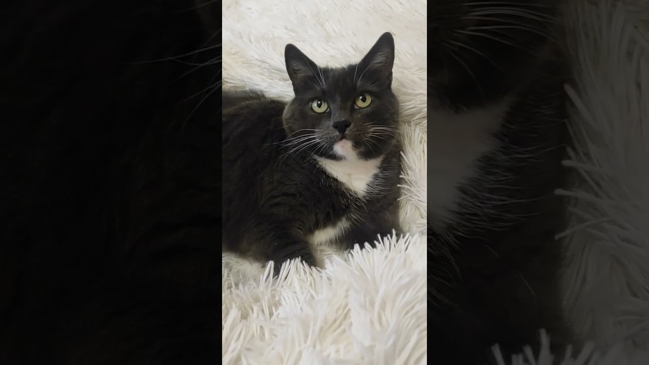 постельный клоп #catshorts #киска ириска#кошечка #ilovecat