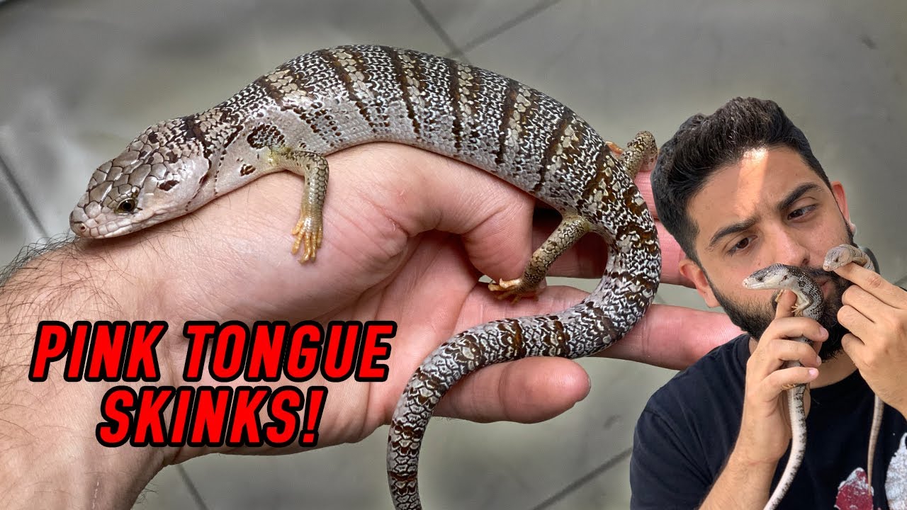 Сцинки с розовым языком! Лучшая ящерица для домашнего питомца?