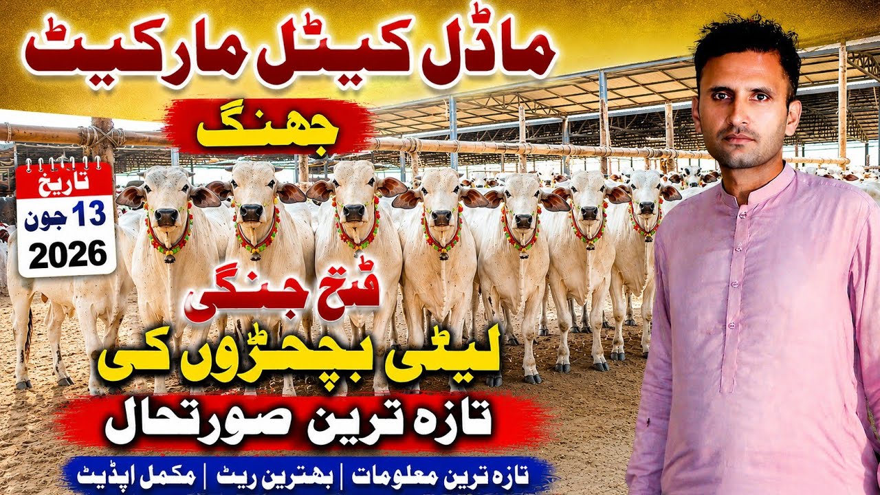 Fatehjhangi Dhani Leti Bachray Price Update | Model Cattle Market Jhang | 13 June 2026 Fresh Rates 