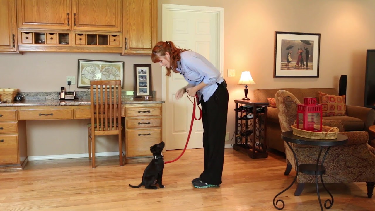 Behavior Training 45c   Teaching Sit Using Lure Reward