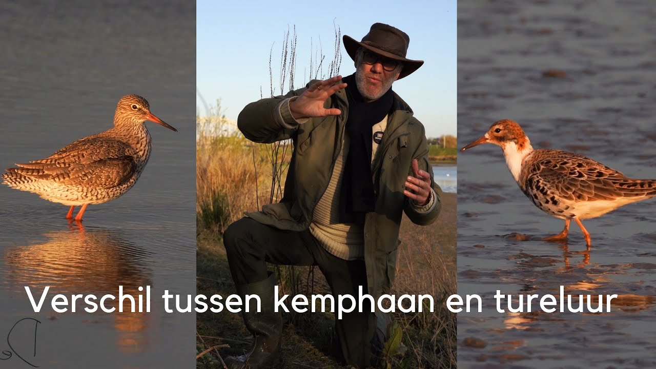 Ontdek het verschil tussen tureluur en kemphaan / Redshank versus Ruff #311