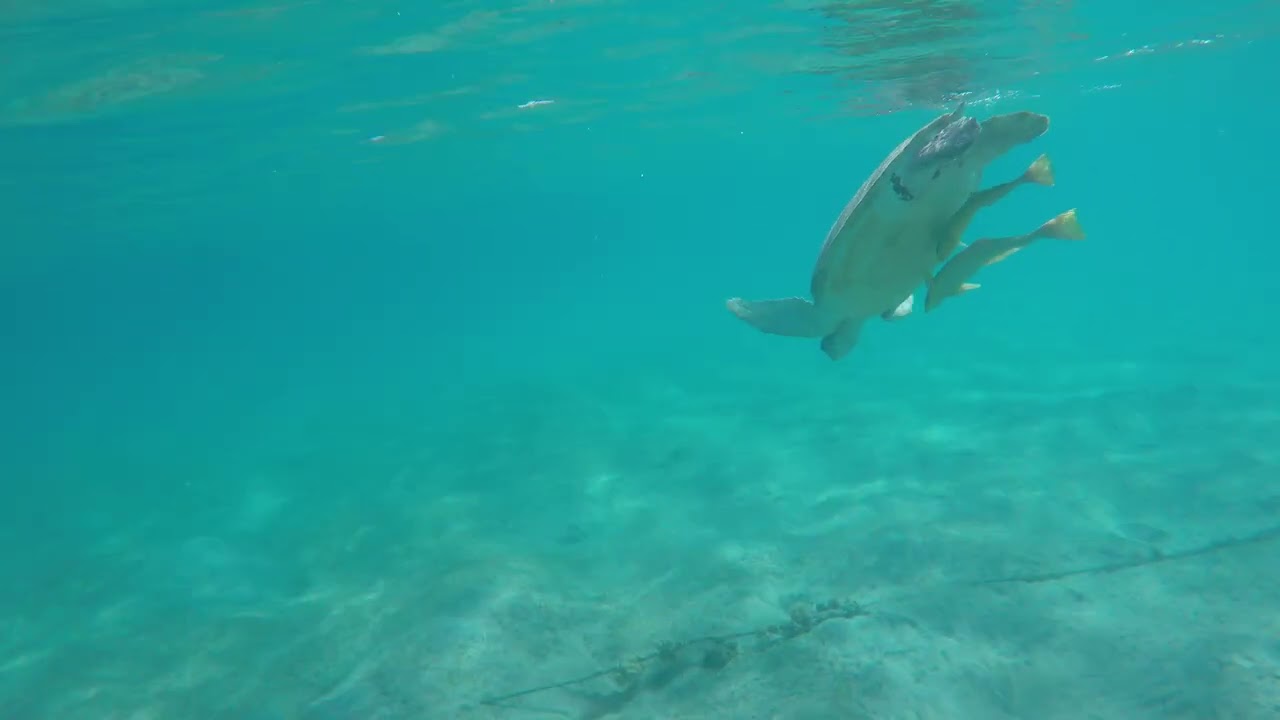 Snorkeling holiday at the Jaz Elite Amara Hotel, Egypt Nov.2025
