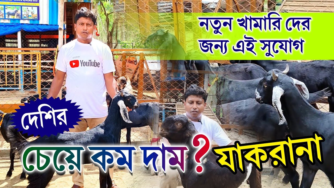 Купите коз по более низкой цене, чем домашних #коза #kgngoatfarm #animals