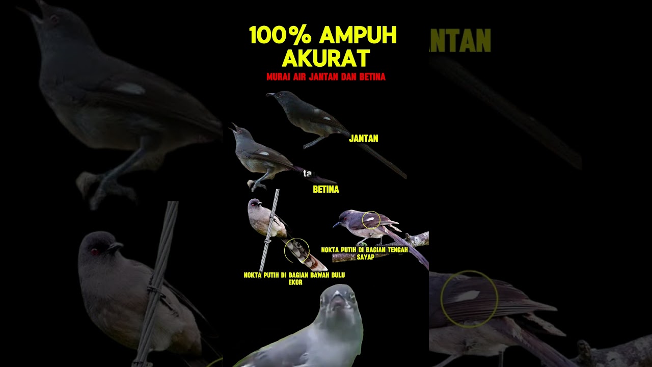 ciri ciri murai air jantan dan betina #muraiair