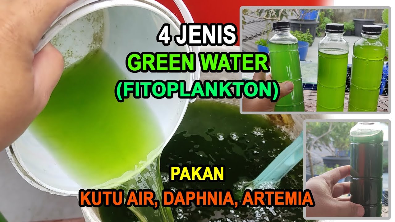 Mengenal 4 Jenis Green Water (Fitoplankton) | Pakan Kutu Air, daphnia, artemia, dan sebagainya