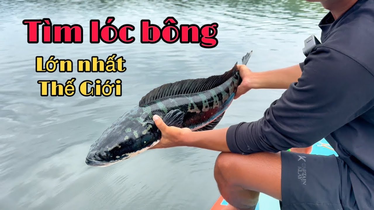 Hành Trình Tìm Lóc Bông Lớn Nhất Thế Giới - Lóc Bông Táp Như Pháo Nổ