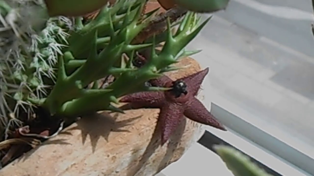 191.Kwitnąca Huernia sp.