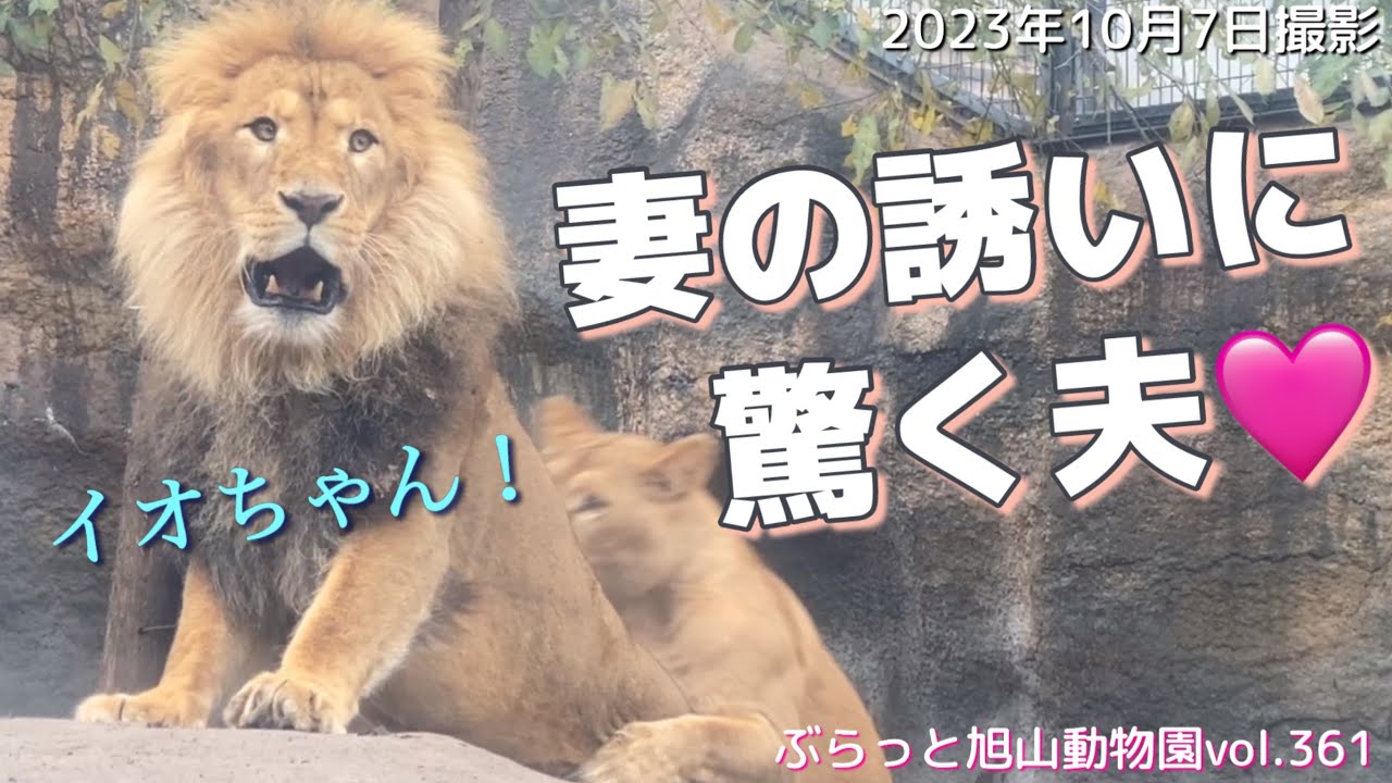 【今日のライオン】妻イオに弱い夫オリト。ガラス越しに甘えてくる子どもたち。オリト＆イオファミリーvol361@旭山動物園/A lion husband who is weak to his wife