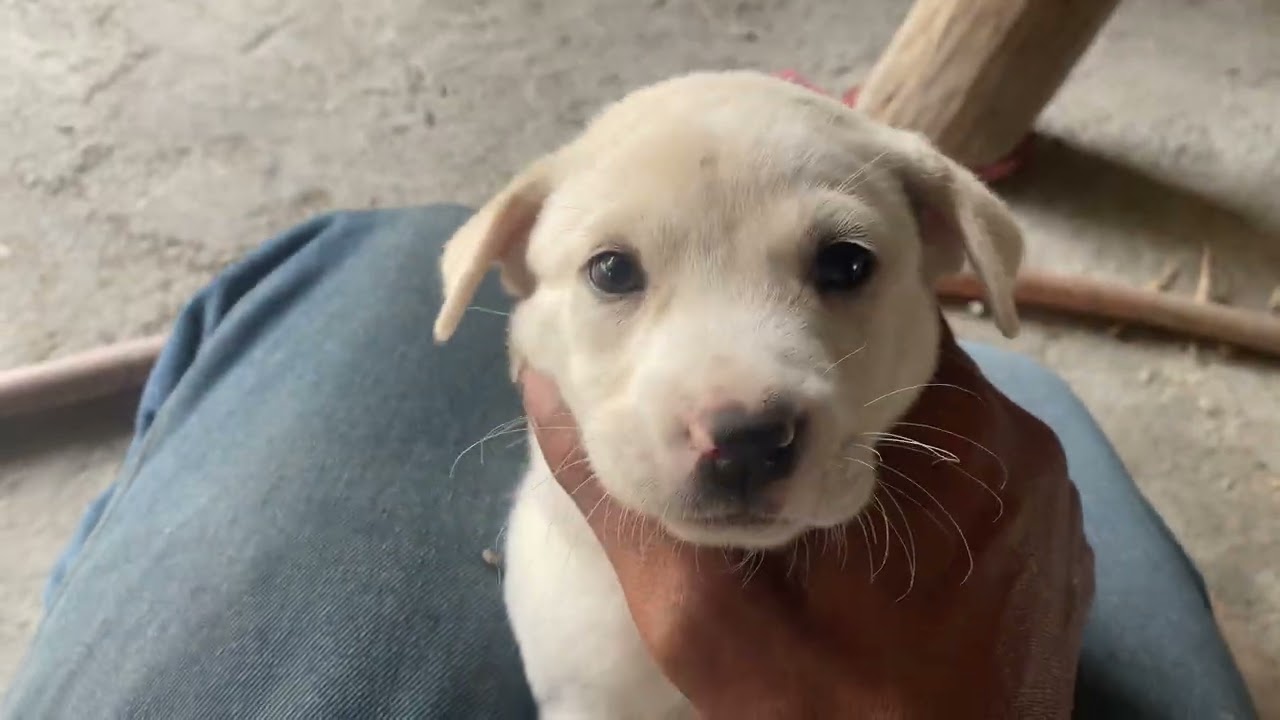 Dog មុខស្អាតគួរអោយស្រលាញ់ 