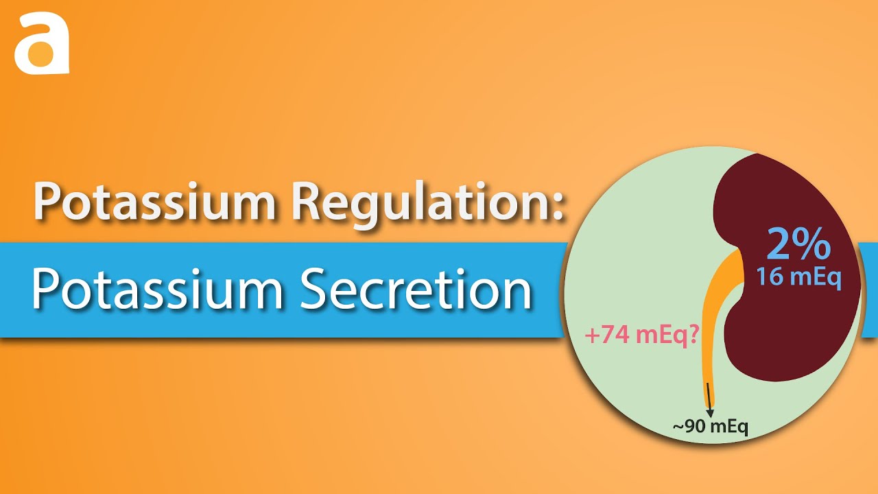 Potassium Regulation: Potassium Secretion