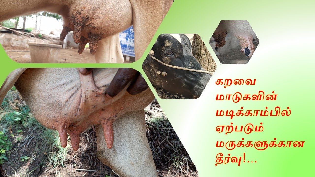 மடிக்காம்பில் வரும் மருக்கான தீர்வு | TEAT WART | TEAT PAPILLOMA