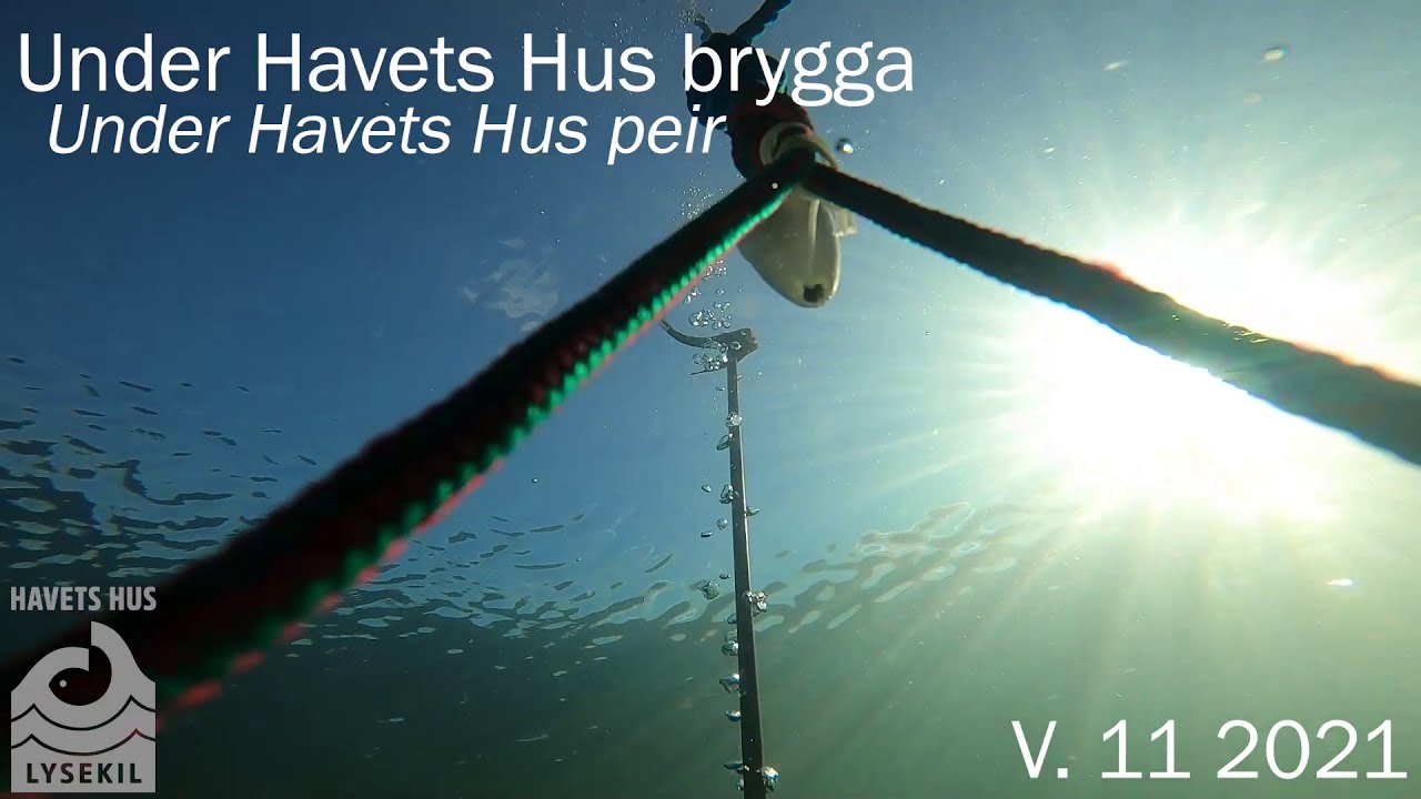 Under Havets Hus Brygga, Vecka 11