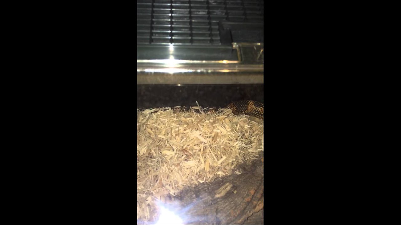 King Snake Shaking Tail