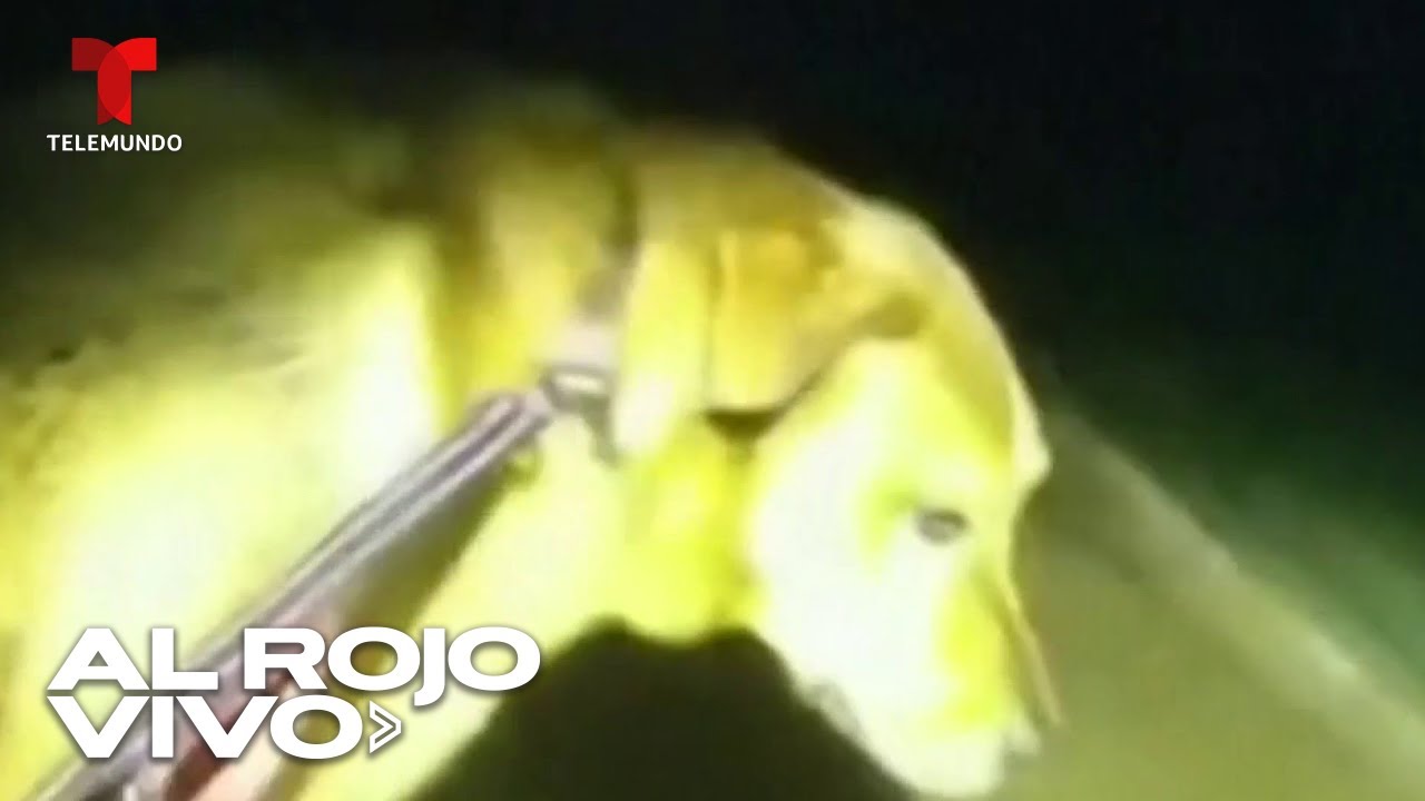 Este inteligente perro salv&oacute; a su due&ntilde;a en Florida. As&iacute; fue como lo hizo