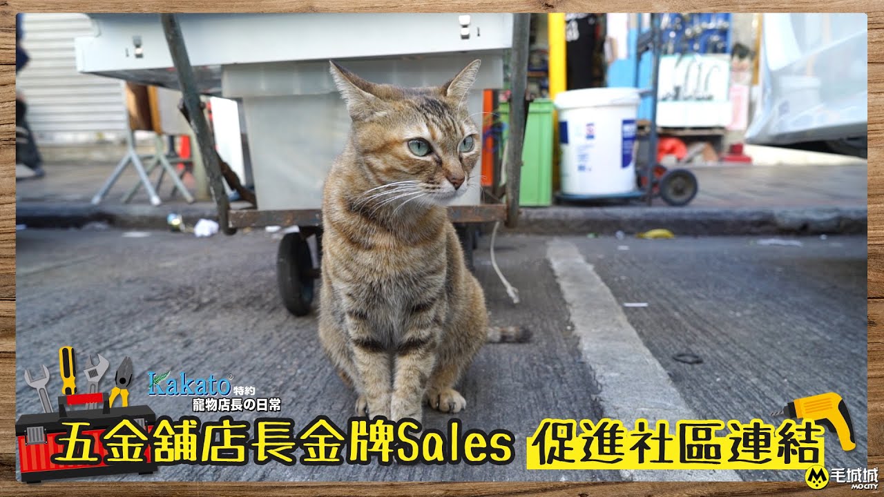 【Kakato特約 寵物店長之日常】五金舖貓店長金牌Sales  促進社區連結｜毛城城 MoCity