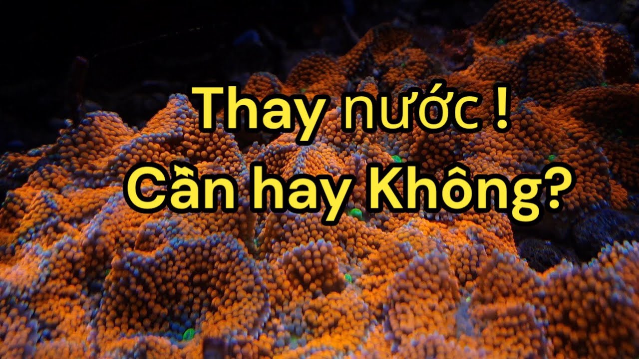 Thay nước có quan trọng khi chơi cá biển? #11