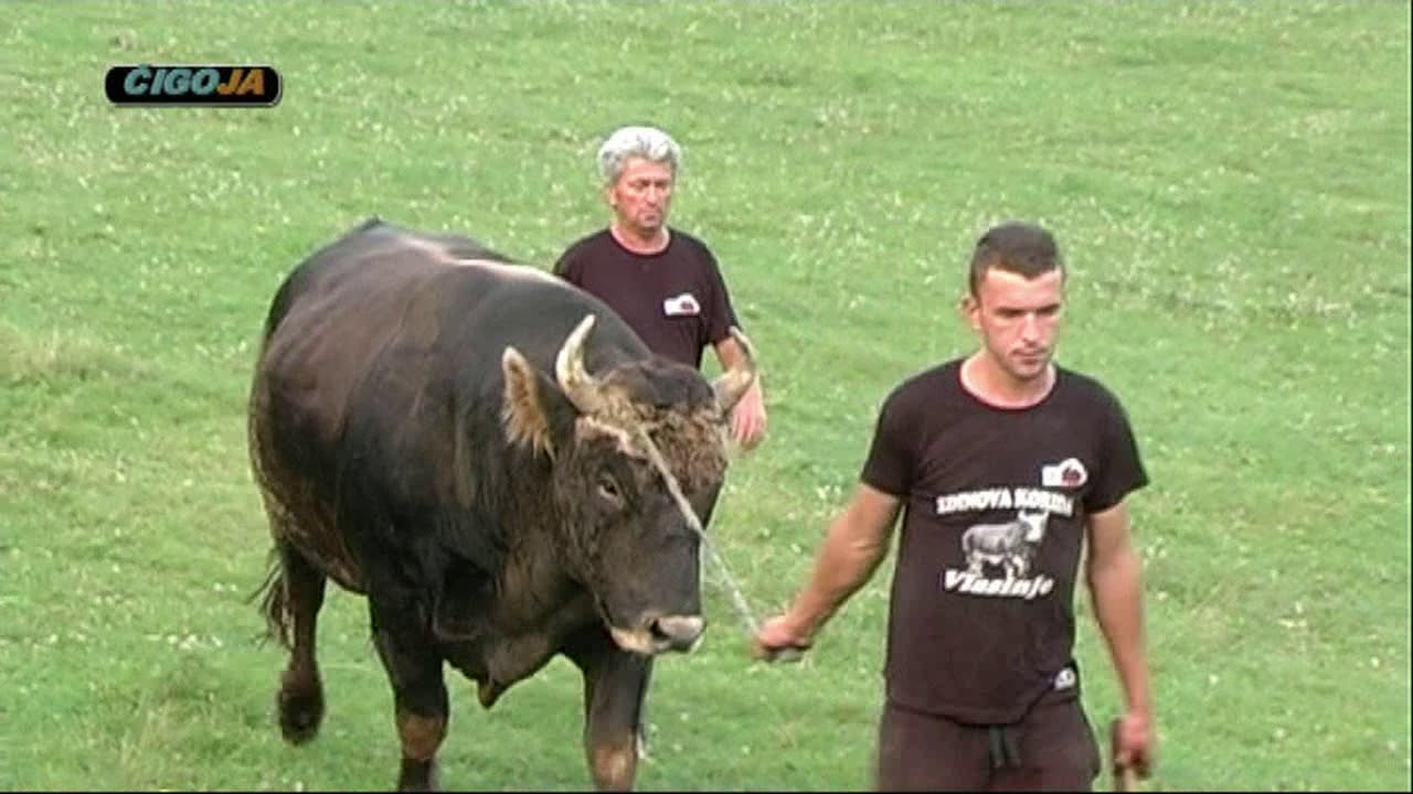 EDIN PRACALIC KUPIO MEDONJU OD SKRBICA VLASINJE 2018