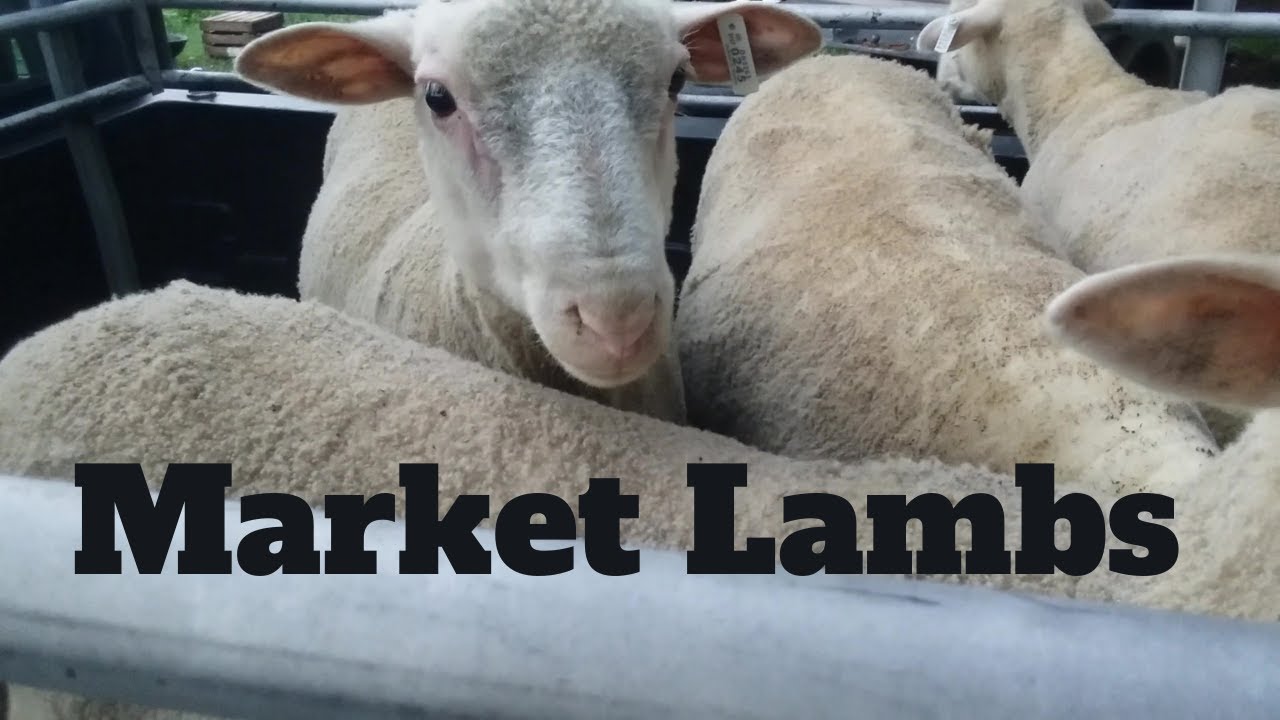 Selling Winter Born Market Lambs