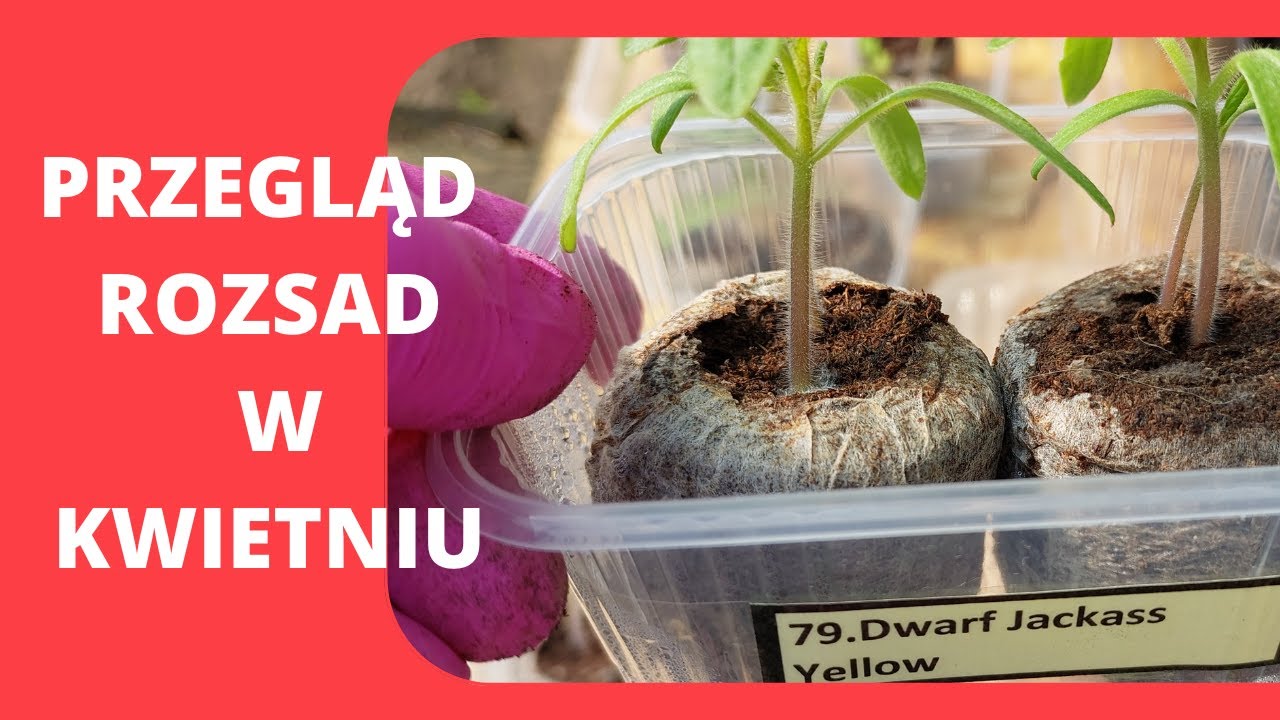 Przegląd rozsad w kwietniu🌱porażka z lampą i co słychać ❓️