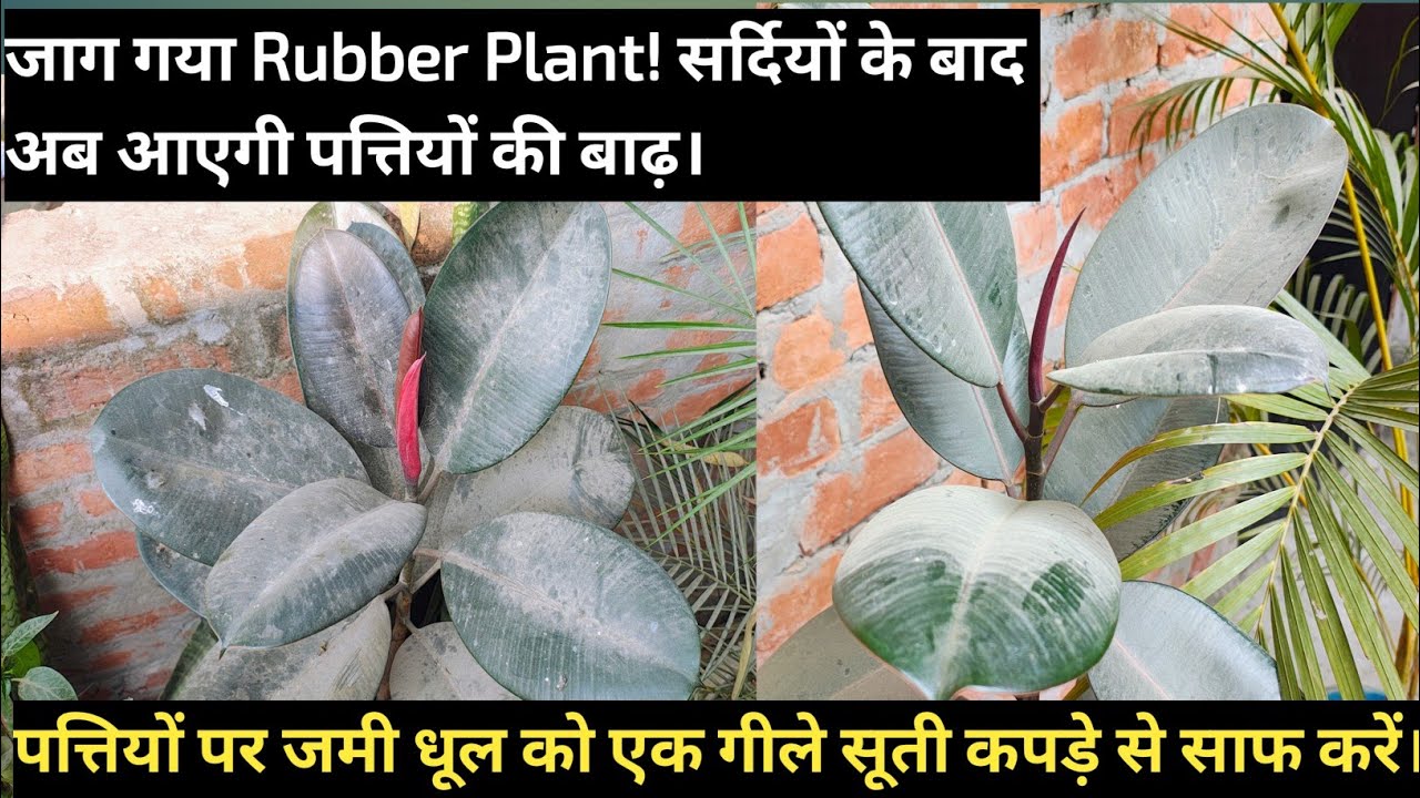 जाग गया Rubber Plant! सर्दियों के बाद अब आएगी पत्तियों की बाढ़।