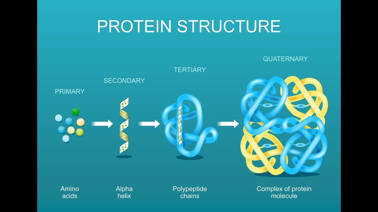 IB Biology HL; B1.2 Proteins