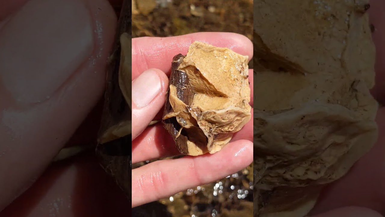 Septarian nodule skeleton with petrified wood