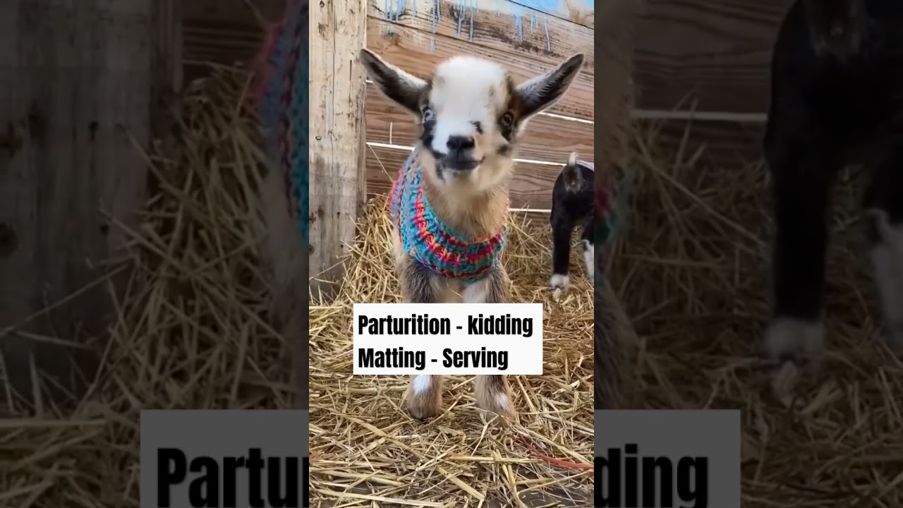 GOAT 🐐🐐 video - 1 #animalhusbandary#agriculture#ibpsafo#nabard#yshorts#youtubeshorts#scientificnames