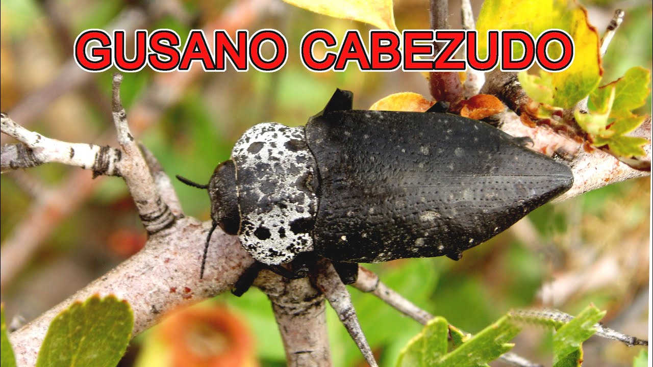 "Gusano Cabezudo" " Capnodis Tenebrionis" "plagas de los frutales" "Majuelo" "Espino Albar"