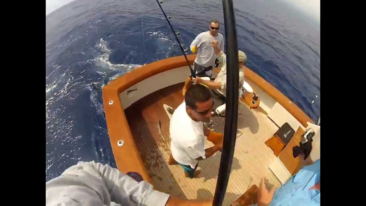 Gamefisherman Boats: Estimated 900 lbs plus blue marlin aboard 