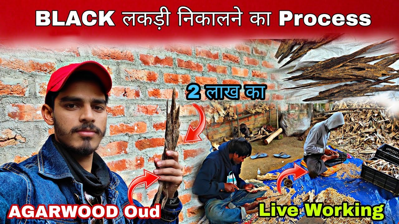 Agarwood पेड़ से Black लकड़ी निकालने का Process || Agarwood Oud production Live working