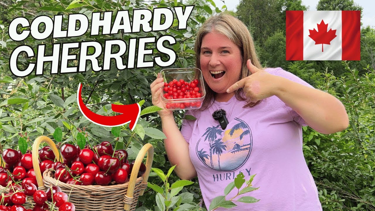 Grow Cherries In Northern Climates! A Canadian Homestead Garden