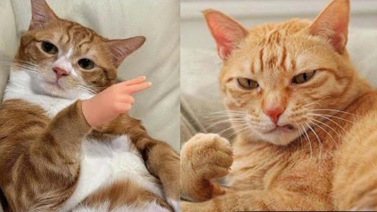 😻😹 Обязательно посмотрите: уморительные кошачьи неудачи, которые поднимут вам настроение! 😸✨