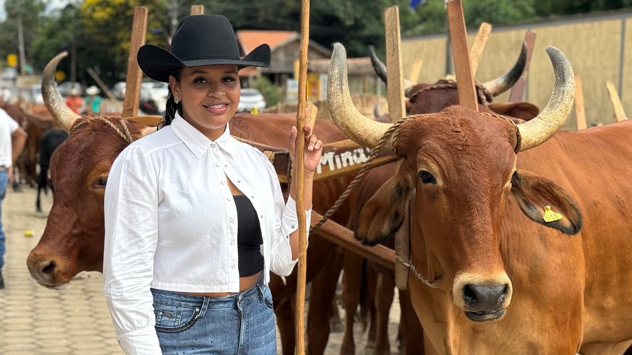 113 Boiada   No Desfile De Carro De Boi  de Ipuiúna Minas Gerais 2024