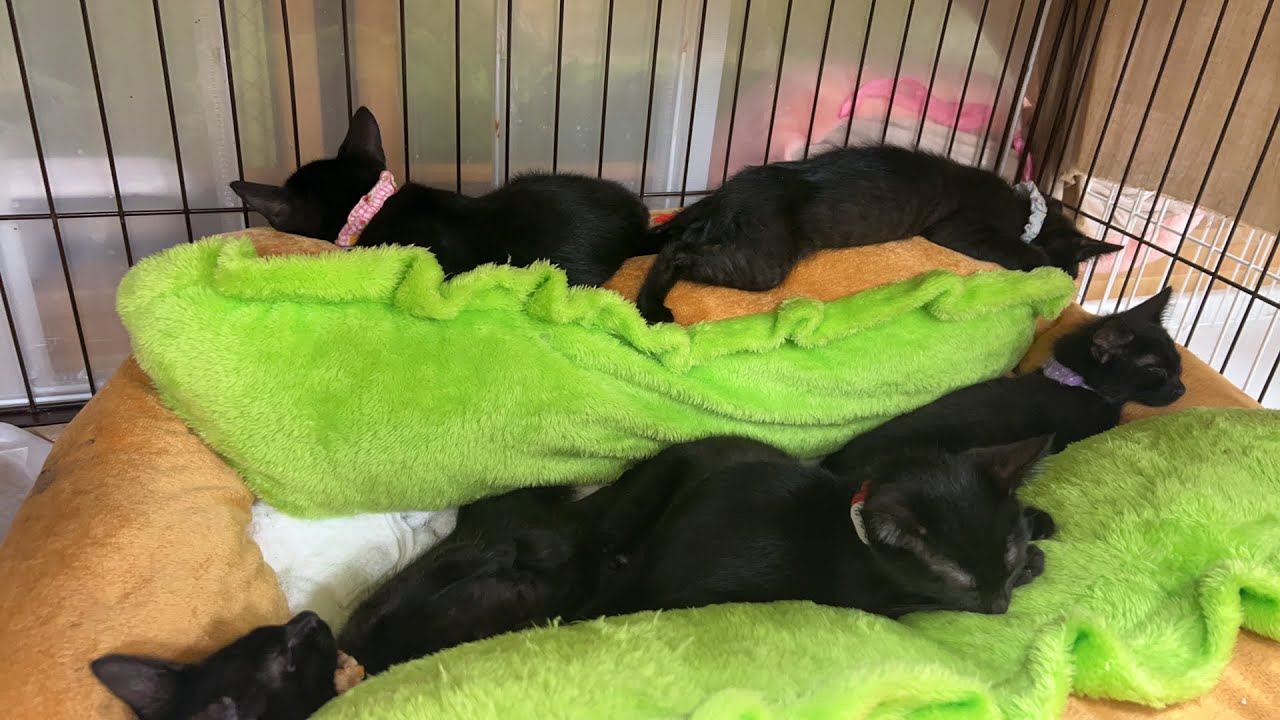 火曜日の夜もジオラマ食堂の保護猫たちと❤️幸せの黄色いパンツ🩳