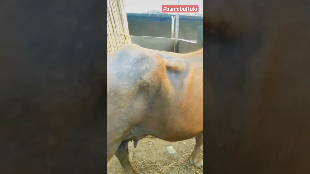 Top class bhuri banni💥❤️buffalo#bannibuffalo#bannibull#bhuribuffalo#buffalo