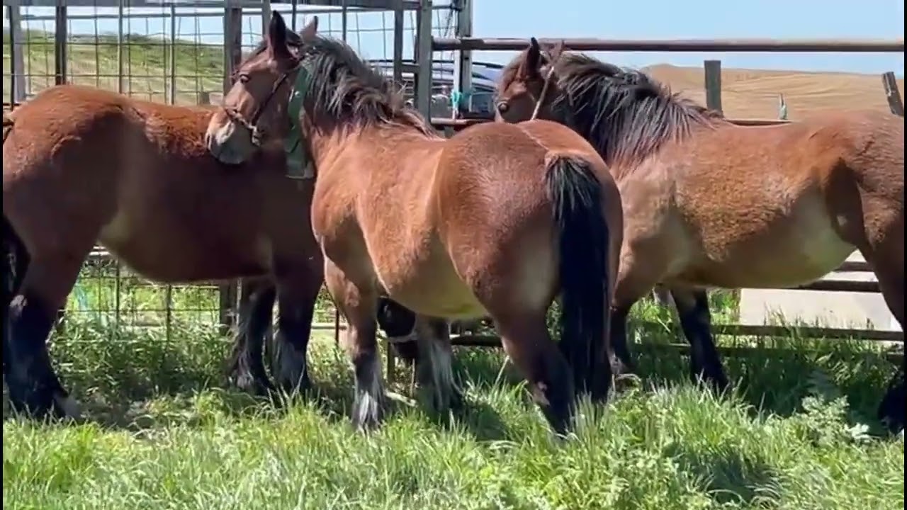 🐎⛰️Potras de 1,2 y 3 a&ntilde;os. En el monte de invierno.⛰️🐎#horse #stronghorses #caballo