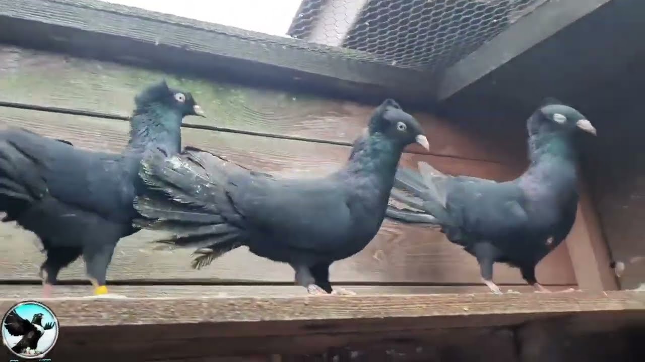Black Danzig Highflyer Pigeon