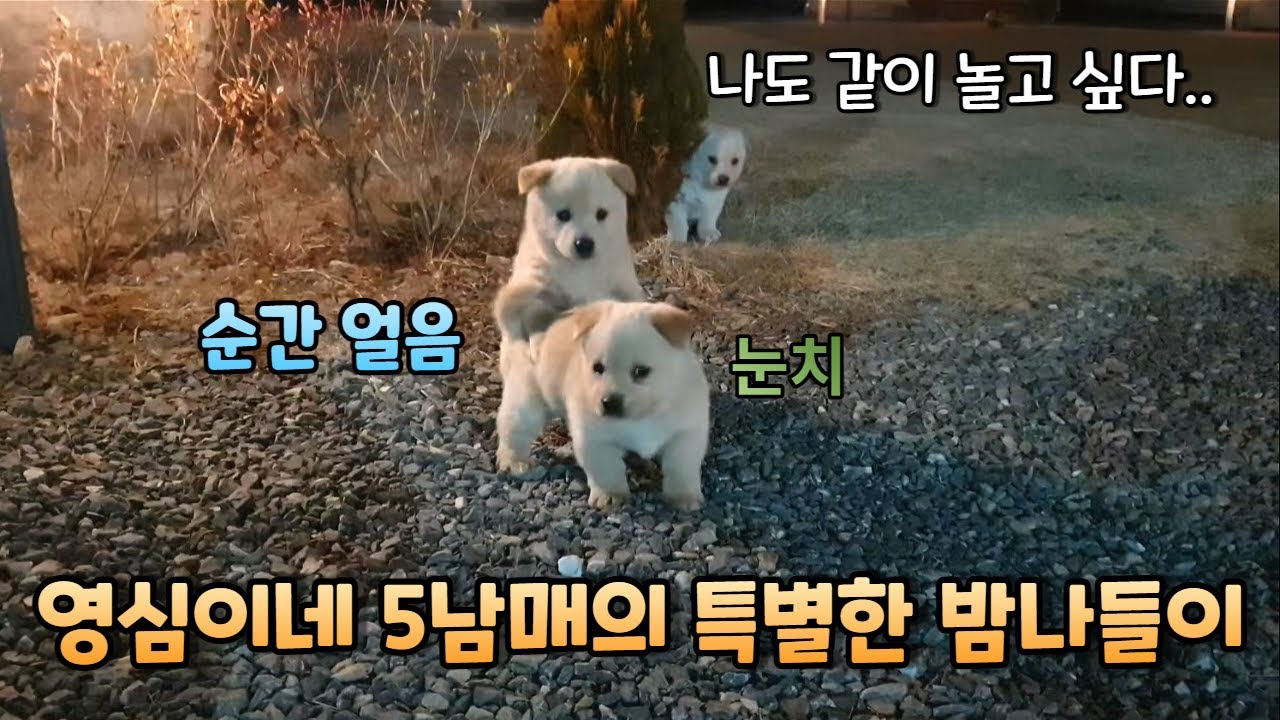 영심이네 5남매의 처음이자 마지막 밤나들이 ㅣ 진돗개와 시고르자브종 사이
