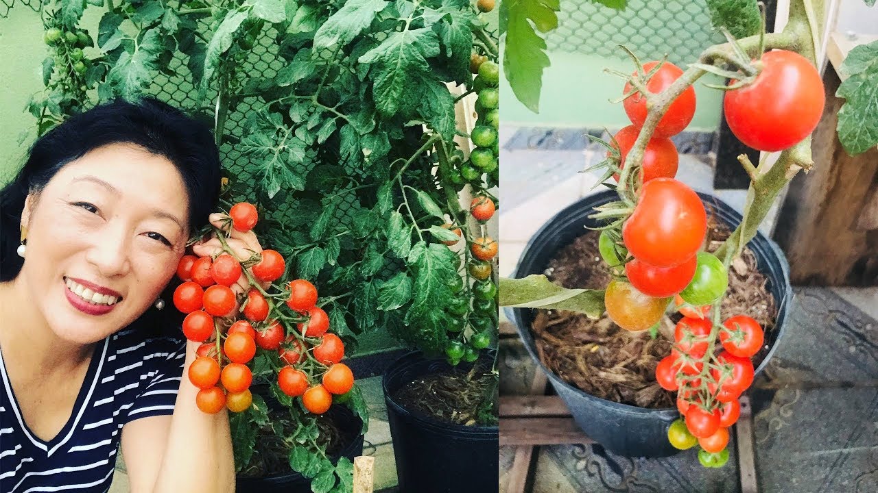 INCRIVEL FAÇA ASSIM E TENHA CACHOS DE TOMATES CHEIOOOOOOOSSS