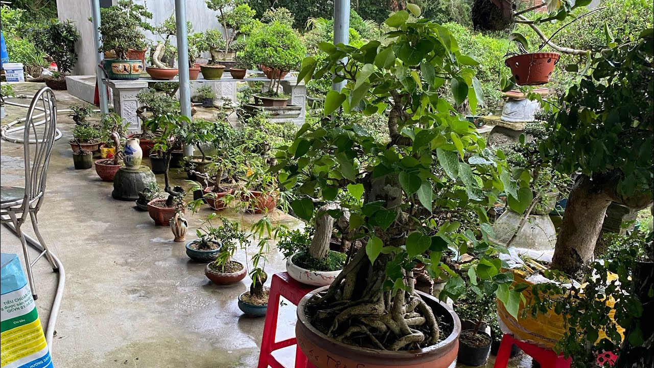 Ngày 14/3 lh 0775043679 gl ae các loại cây cảnh hàng già bao ship