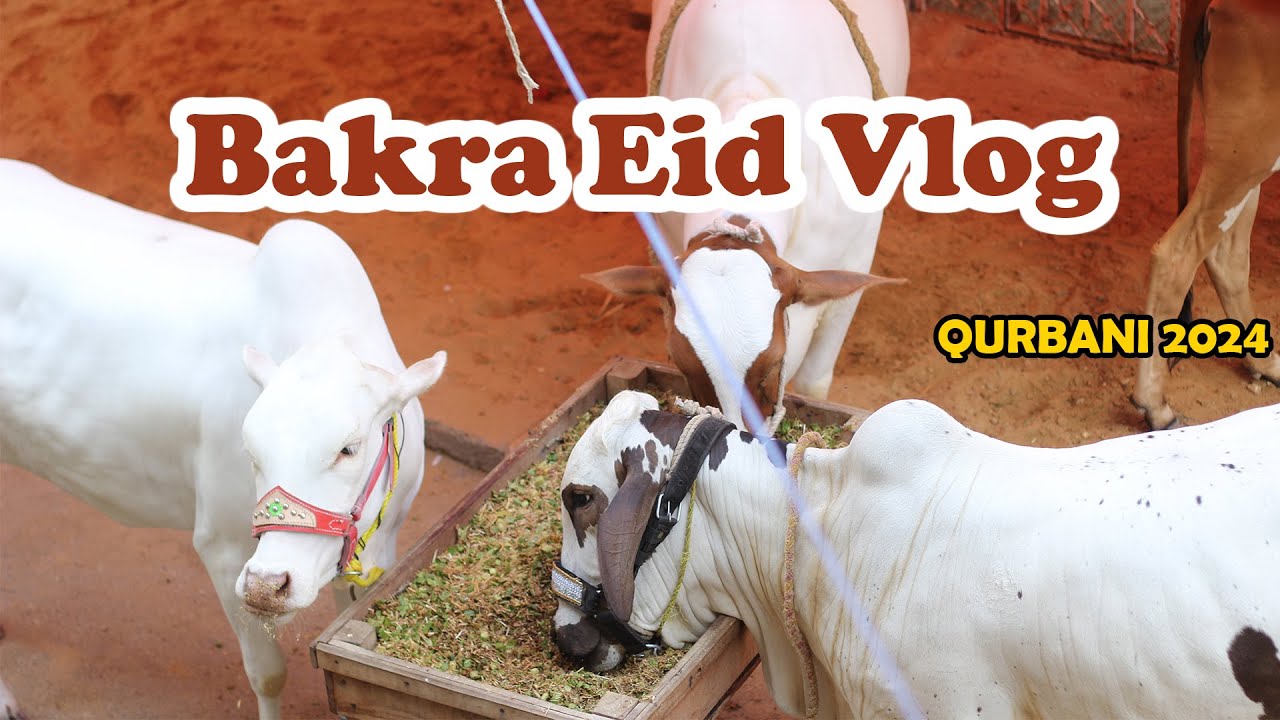 Bakra Eid Vlog | Qurbani in Karachi 2024 