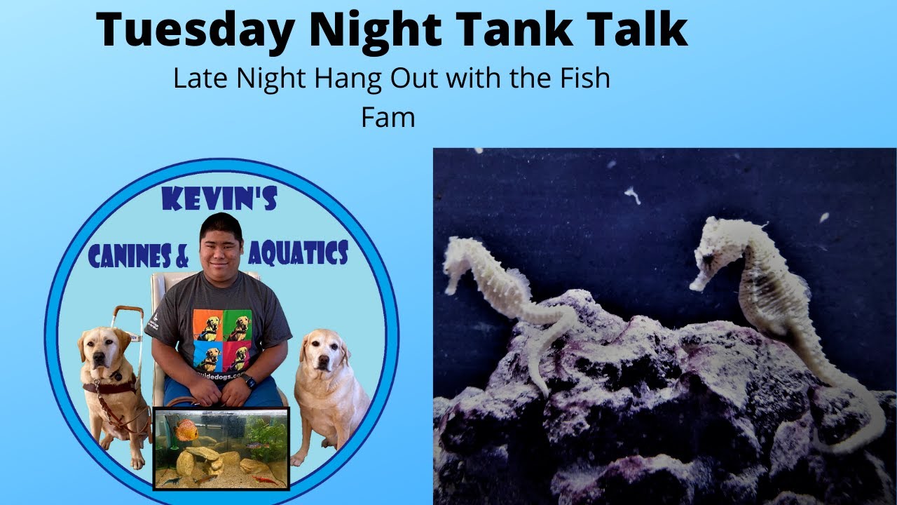 Tuesday Late Night Tank Talk