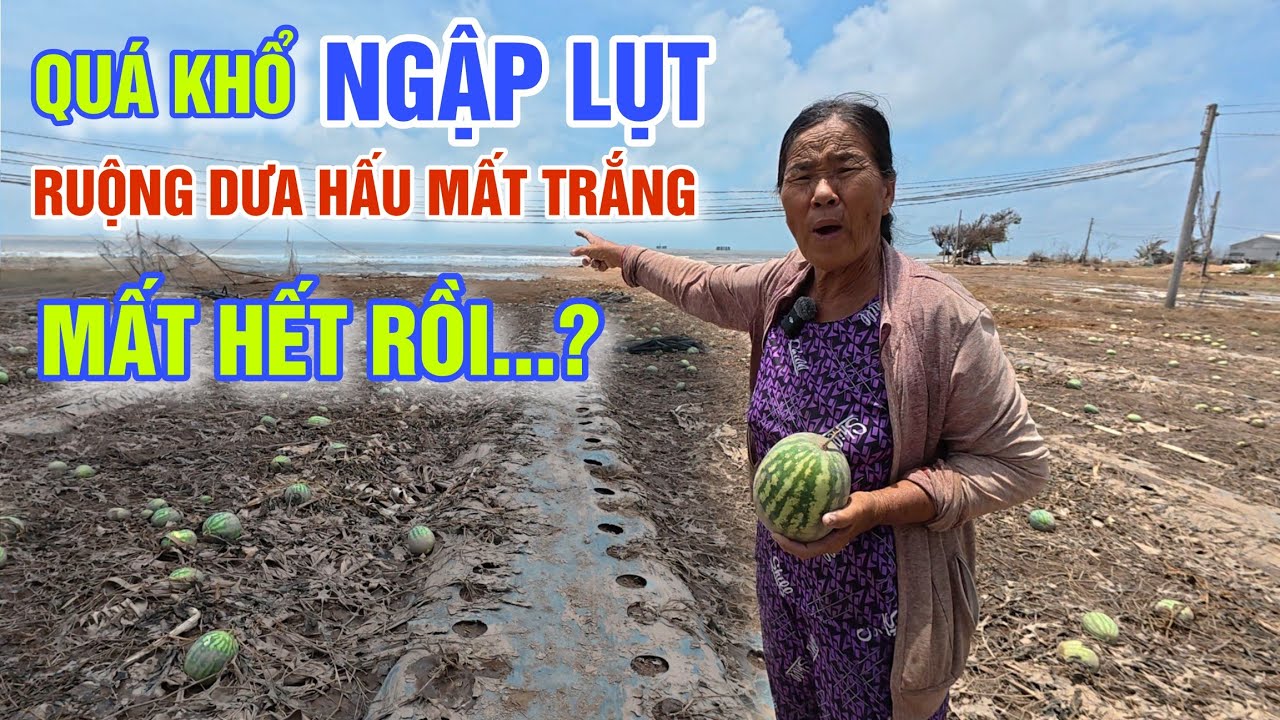 KHỔ TỚI NỮA NGẬP LỤT RUỘNG DƯA HẤU MẤT TRẮNG - MẤT NHÀ, MẤT ĐẤT BÀ CON VEN BIỂN TRÀ VINH CẦU CỨU