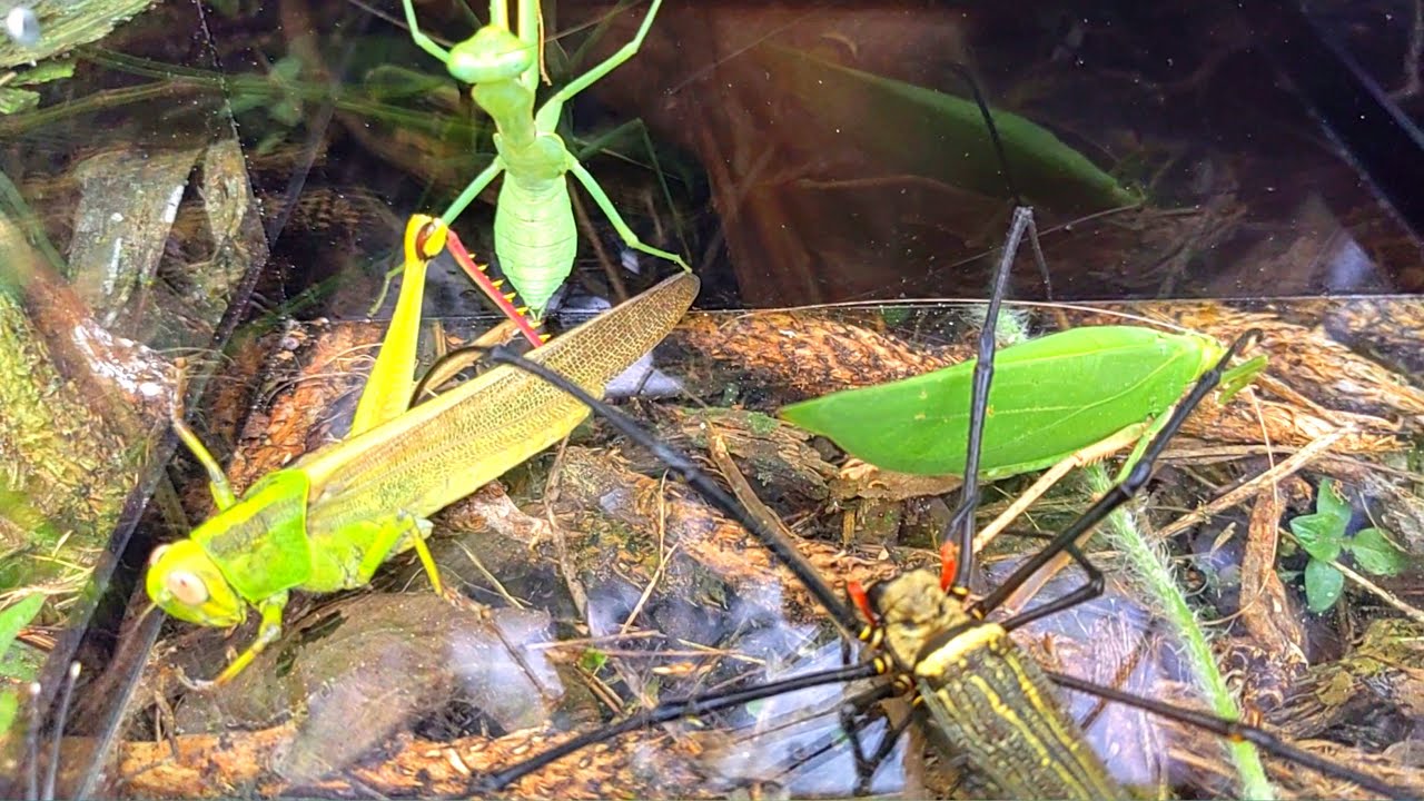 They are fine🌲I hunt beautiful grasshoppers, praying mantis and spiders
